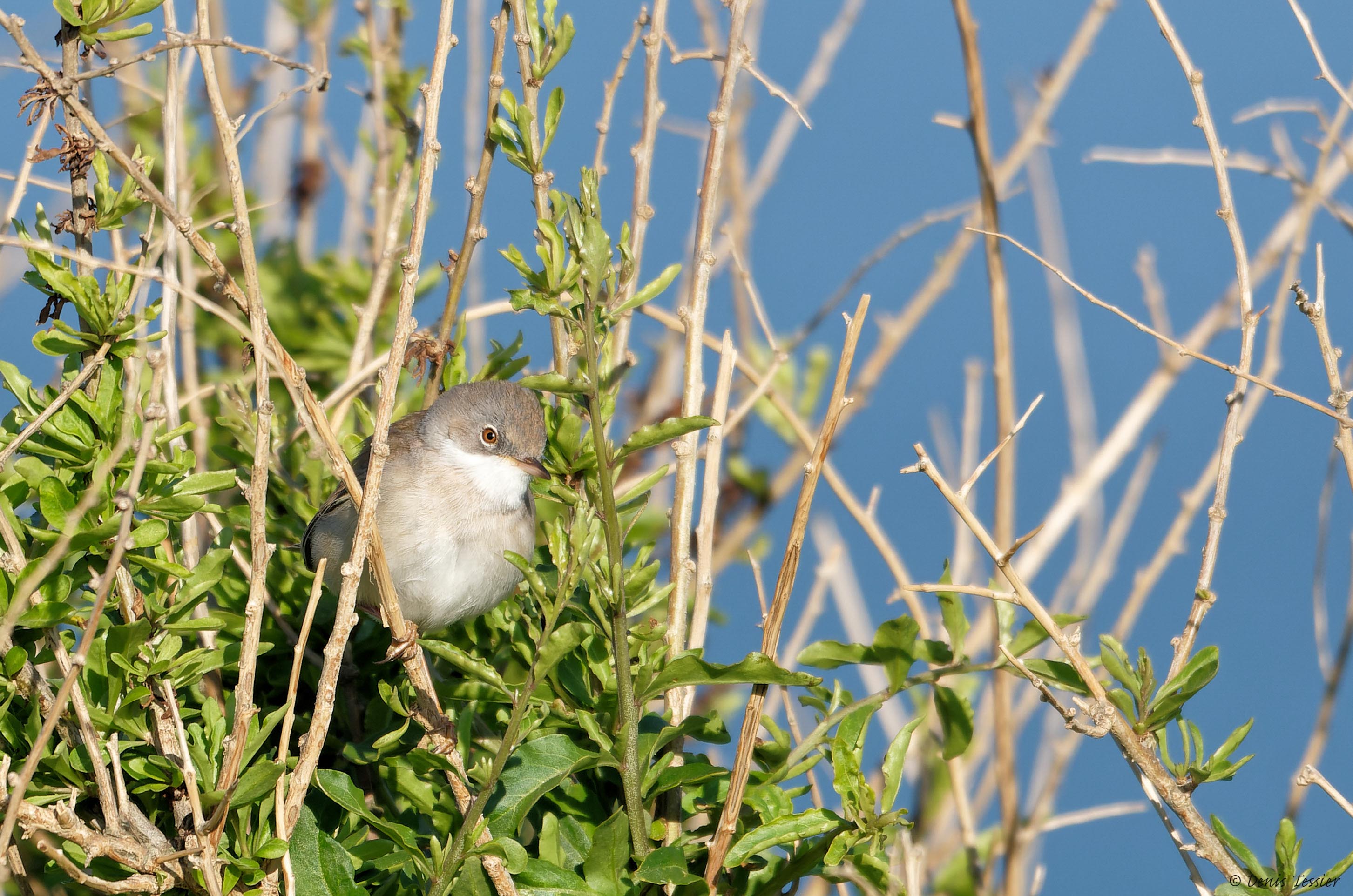 une fauvette grisette, un oiseau parmi la biodiversité de la ferme